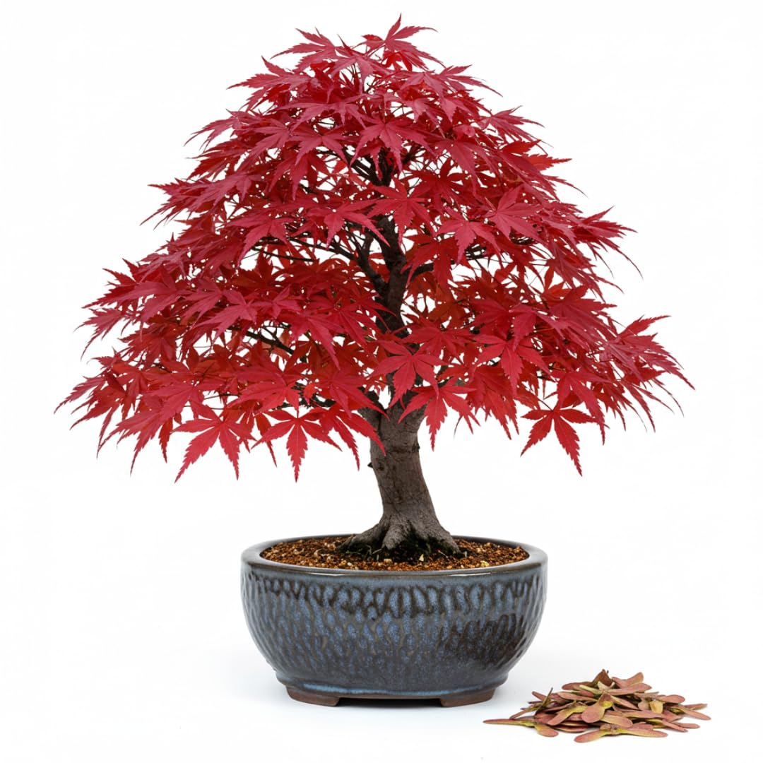 Amazon.com : 30pcs Red Japanese Maple Seeds – Acer palmatum
