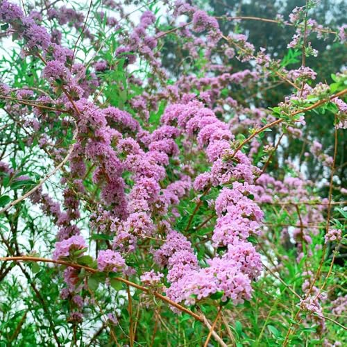 semi resistenti di farfalla lilla - d'appartamento di farfalle buddleia -Buddleja 20pcs