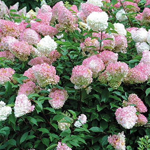 Hydrangea Potted Plant Flowers Outdoor Shrub for Patios, White Vanille Fraise Easy to Grow, 3 x 8cm Pot by Thompson & Morgan