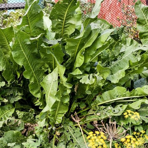 semi freschi di rafano, biologici, antiche varietà interno, 500pcs