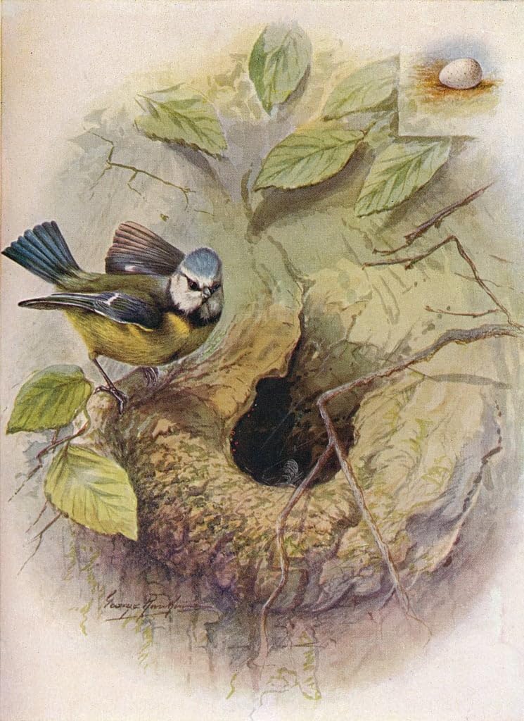 Affiche Mésange bleue tableau toile George Rankin poster oiseaux grand format 60x90 - 5