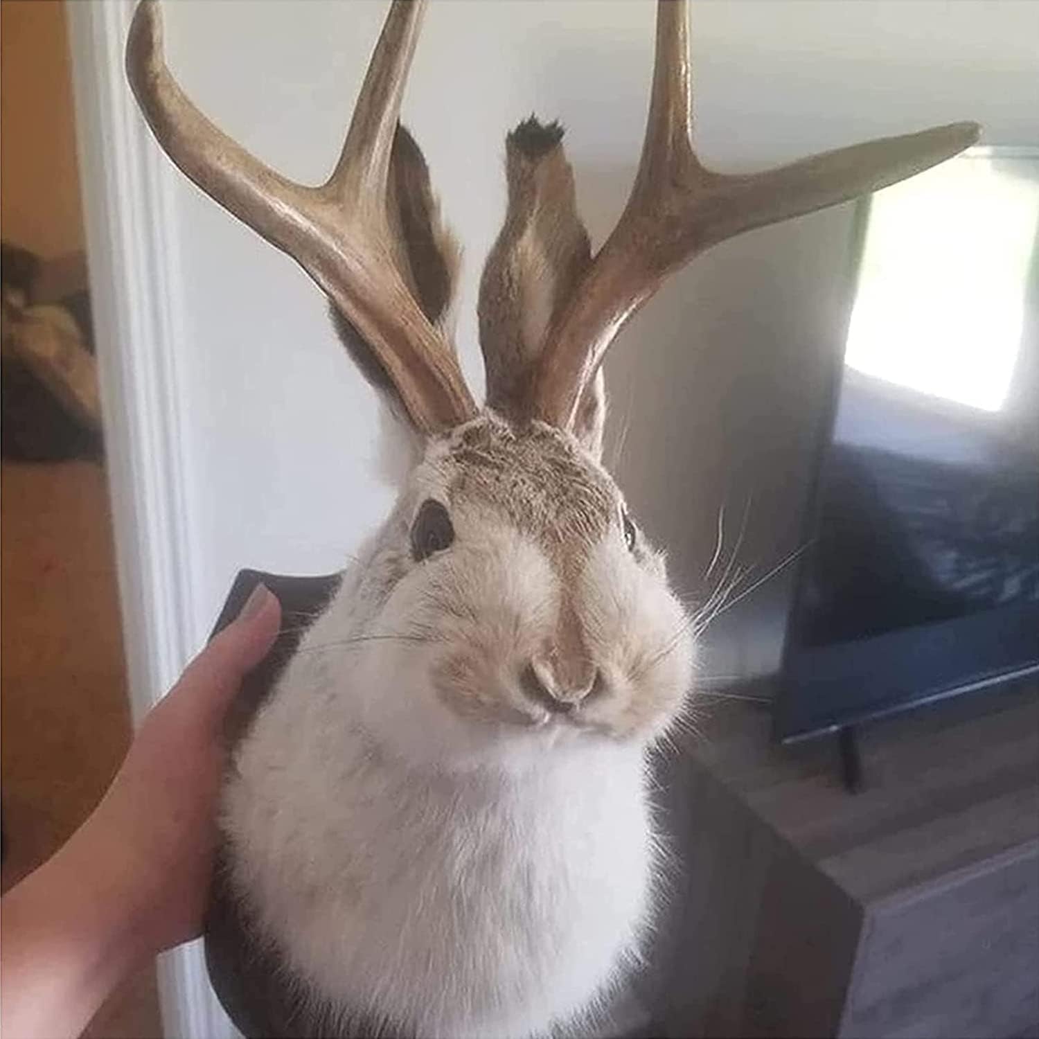 YXMKJOS Jackalope, Jackalope Mount, Deer Head Wall Mount, Resin Deer Head Animal Wall Mount, for Home Wall Decoratio