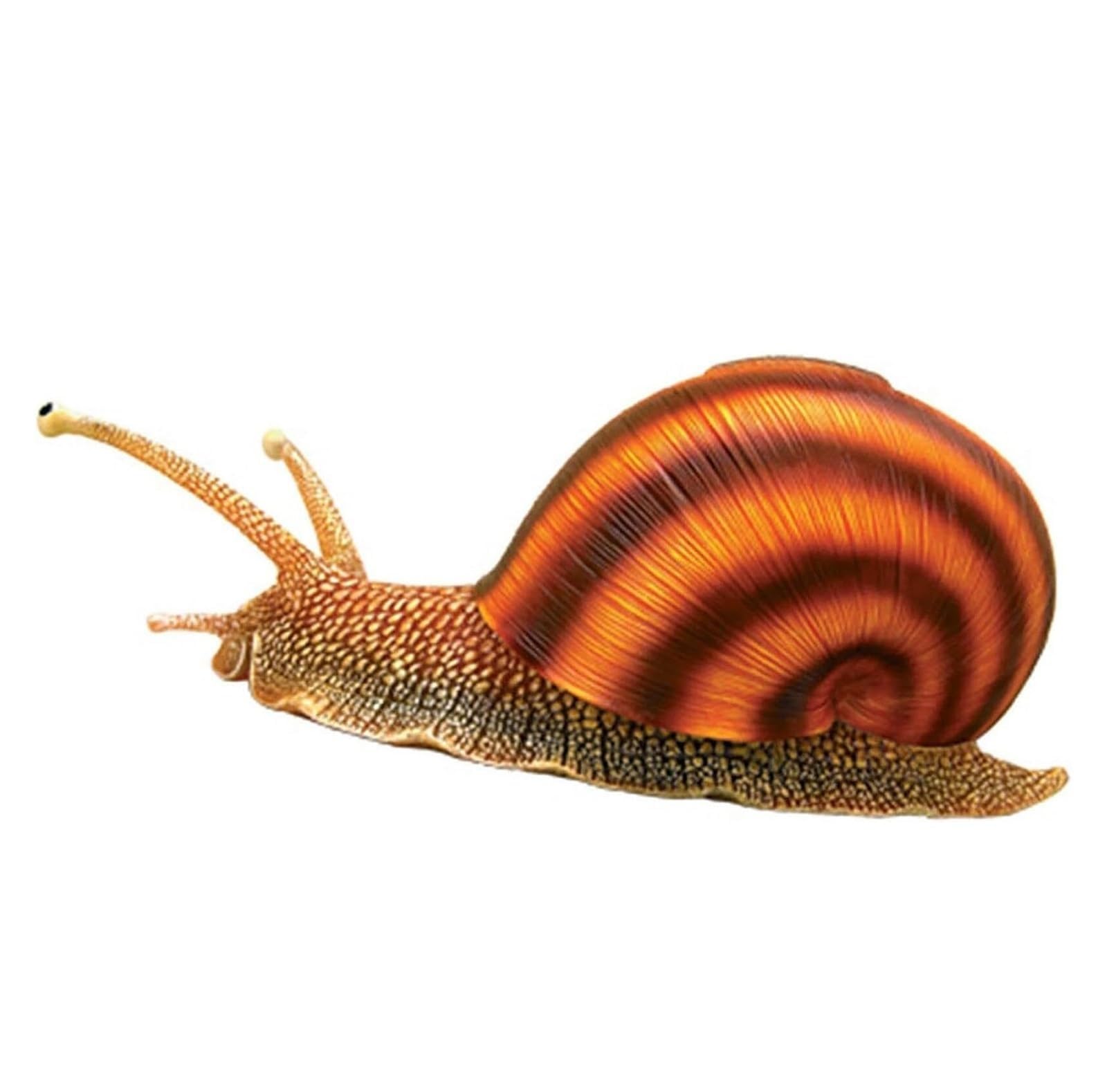 Amazon.com: 4d Vision Snails Anatomy Model, 32 Bodies and