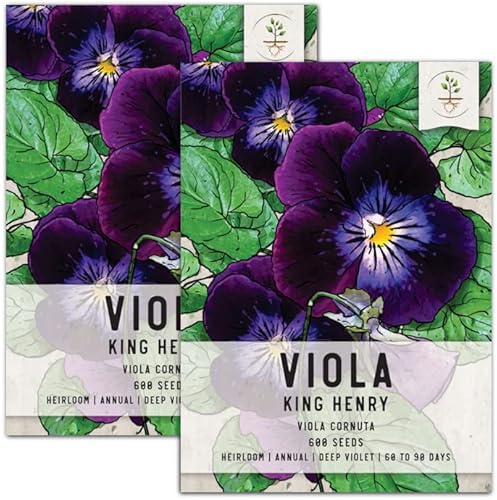 Seed Needs, King Henry Viola Seeds for Planting (Viola cornuta) Heirloom, Open Pollinated & Attracts Pollinators (1200 Seeds)