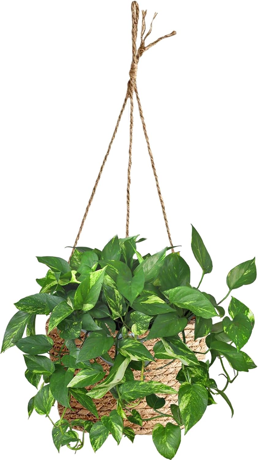 8-Inch Small-Caliber Woven Jute Hanging Planter – Seagrass Plant Basket, Decorative Hanging Plant Holder, Ideal for Home Décor and Storage