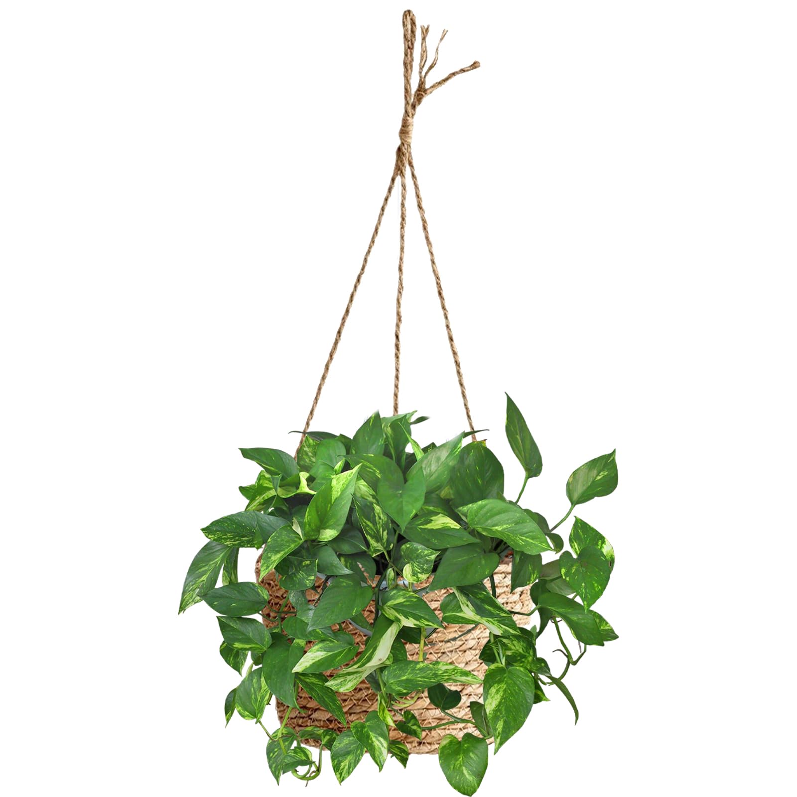 Riadyet 8-Inch Small-Caliber Woven Jute Hanging Planter – Seagrass Plant Basket, Decorative Hanging Plant Holder, Ideal for Home Décor and Storage