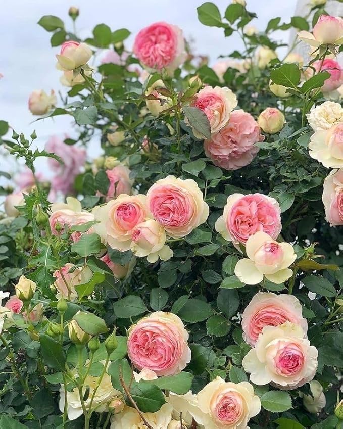 Live Beautiful Multicolour Climbing Multicolour Orange Rose Plant – Fragrant Vining Rose for Home & Garden, Creeping Wild Rambling Ornamental Flower (Pack of 1)-image-43
