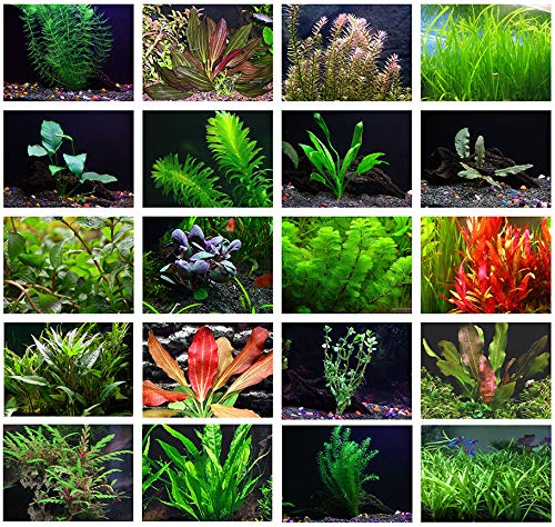 Texas Aquarium Plant Bundle - 20 Species Live Aquarium Plants Package - Review, Price and Buying Guide