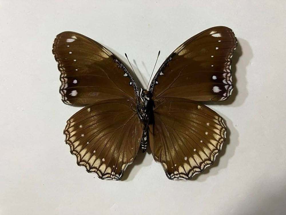 標本用品 maru enpitsu-dermato-6-3.jpg?fitin=