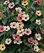 HEIRLOOM NON GMO Black-Eyed Susan Vine Mix 25 seeds