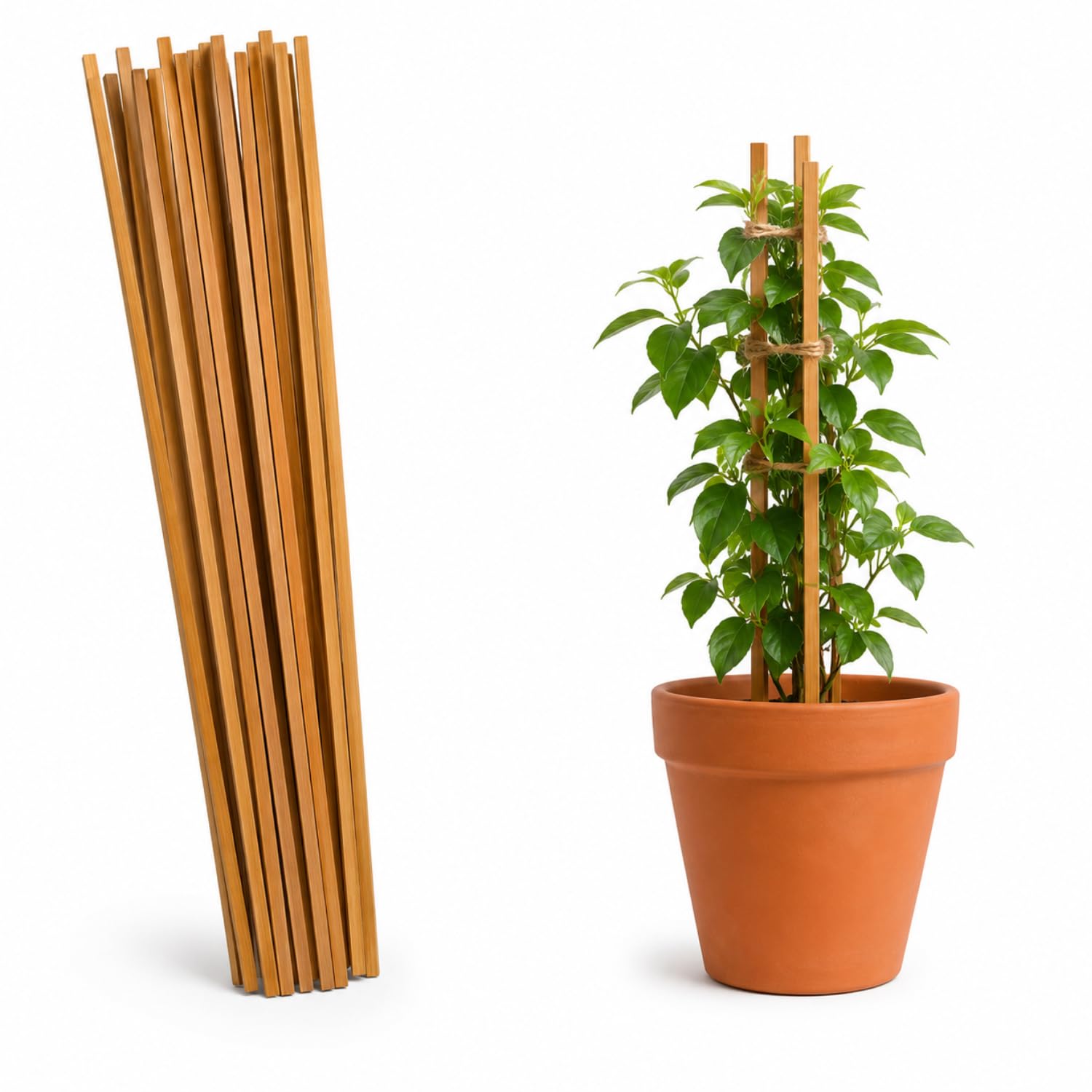 Cubby Crafts 4 Feet (122cm) 15Pcs Wooden Support Sticks for Plants/Plant Creepers/Climbers/Plant Stem Support/Climbing Support for Home Indoor & Outdoor Plants (4 Feet, 15 pcs)