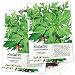 Seed Needs, Mugwort Herb (Artemisia vulgaris) Twin Pack of 1,000 Seeds Each