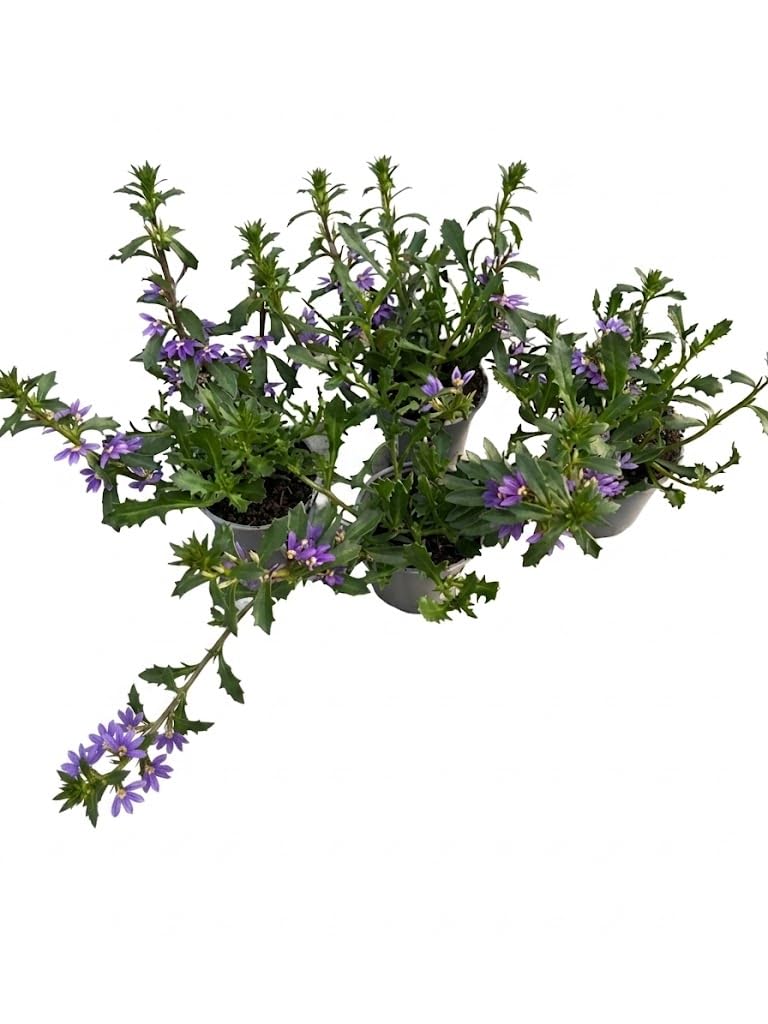 4 Piante di Scaevola blue su vaso cm 11 MODIPITRE