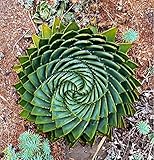 New Arrival! Succulents seed, MESA Aloe polyphylla rotation aloe vera queen seeds, 200pcs/bag