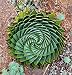New Arrival! Succulents seed, MESA Aloe polyphylla rotation aloe vera queen seeds, 200pcs/bag