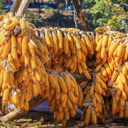 semillas de maíz amarillo   variedades antiguas resistentes invierno balcón jardín 10pcs