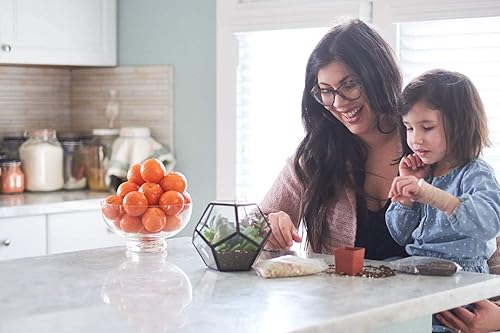 Miniatura 6 de Shop Suculents  Colección surtida  Variedad de juego de plantas suculentas de interior vivas totalmente arraigadas 5 unidades