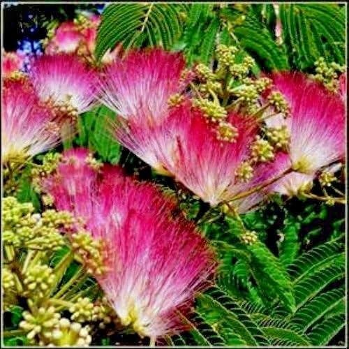 Silk Tree (Mimosa Tree) seeds Easy to grow 20 seeds Everything Else