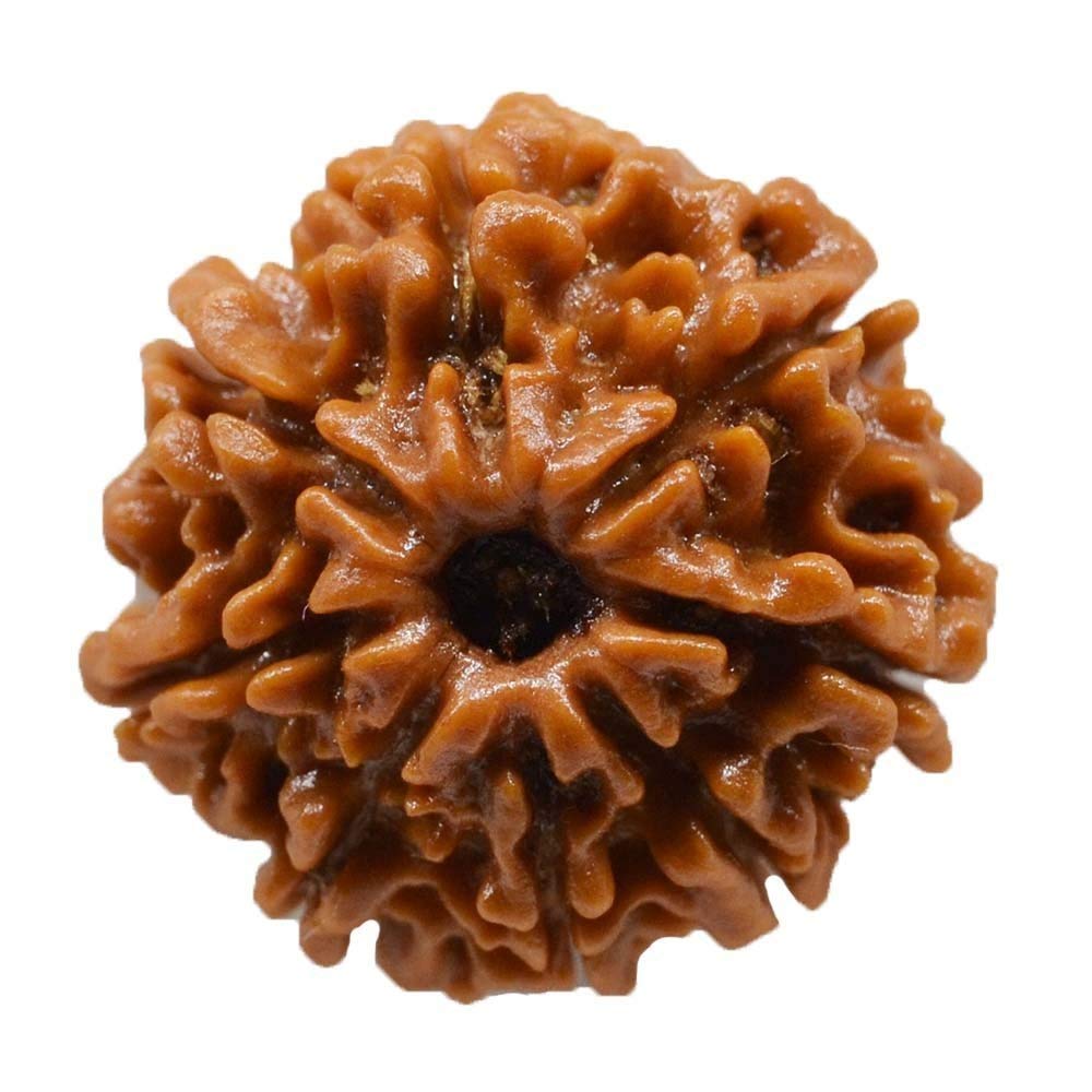 8 Mukhi Rudraksha 8 Faced Nepali Rudraksh Original & Certified for Men and Women, Color Brown, Origin Nepal, Bead Size 20-25 MM-image-36