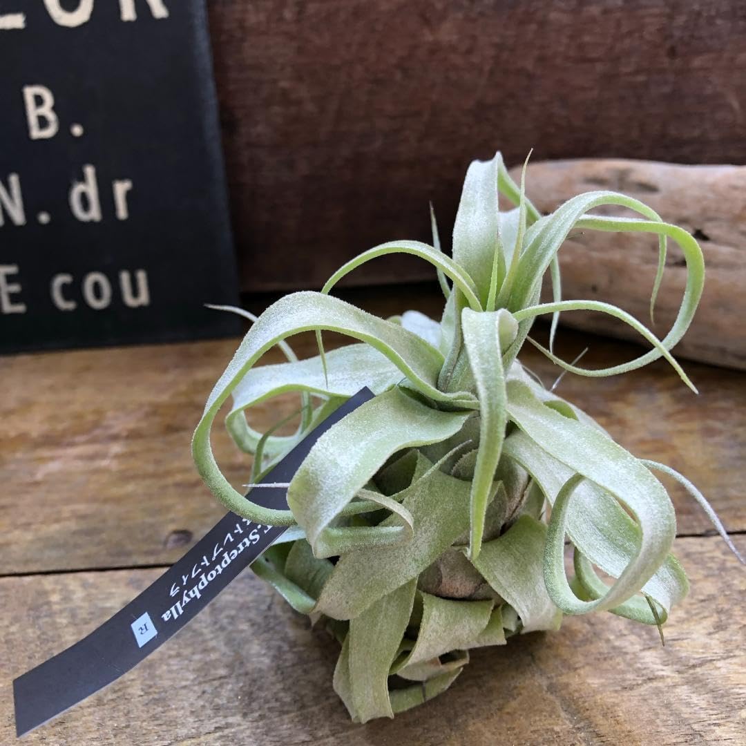 ●ストレプトフィラ?チランジア?エアープランツ?