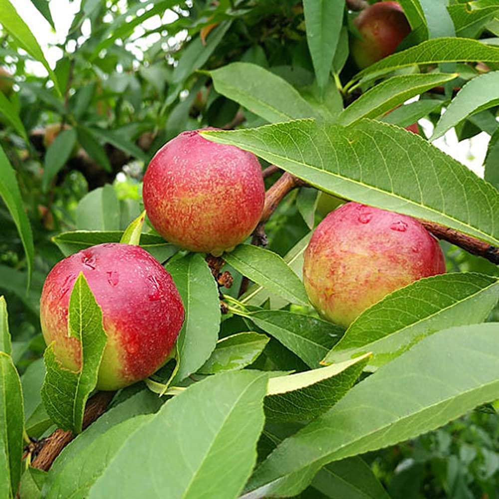 5pcs graines de pêche frais Cuisine nutritive DOIT avoir un goût Unique de Fruits aimé par les gens pas Beaucoup de soins nécessaires variétés spéciales débutants
