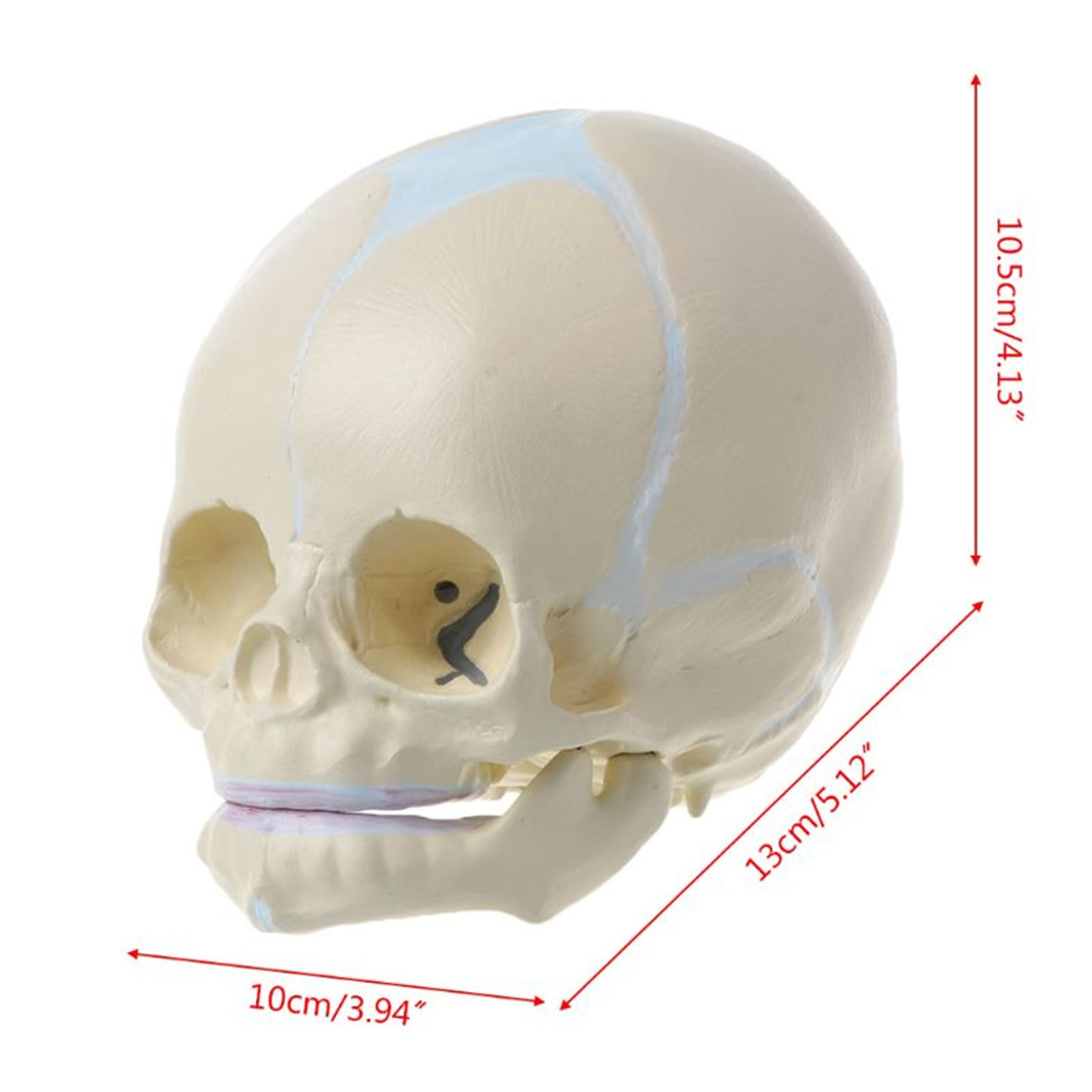 Badanie w klasie Ludzki płód Medyczna czaszka Anatomiczny model szkieletu Nauka Materiały dydaktyczne do nauczania nauk medycznych