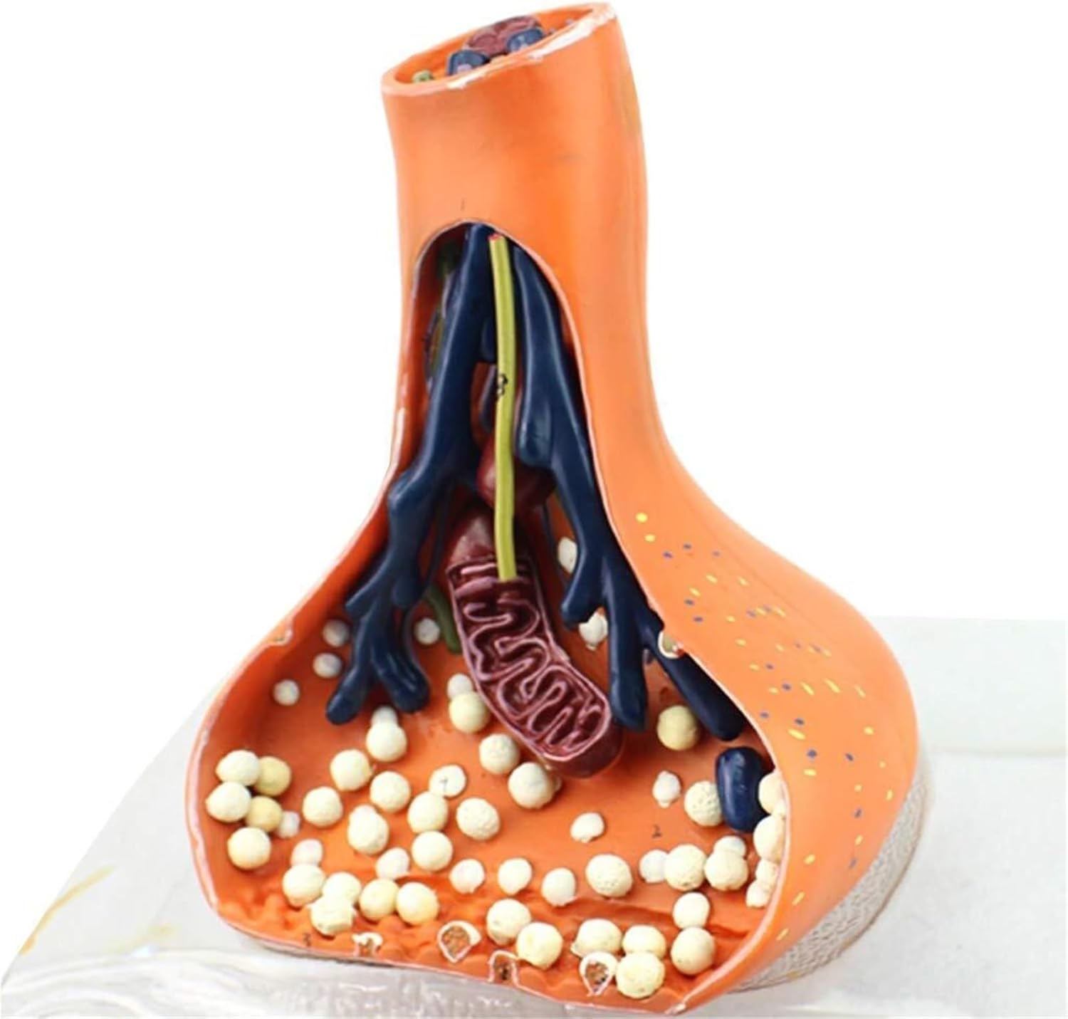 Synapse Neuron Anatomical Model，Chemical Synapse Anatomy Model, Human Nervous System Teaching Aids Nervous Medical Model for Medical Educational Aid Education Demonstration for Medical De