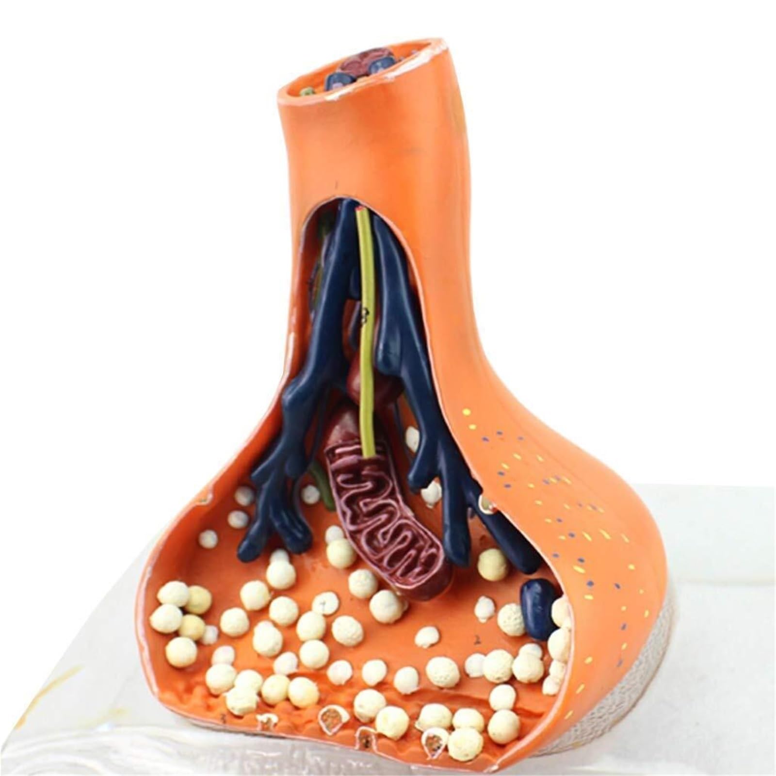 FYYKXWD Synapse Neuron Anatomical Model,Chemical Synapse Anatomy Model, Human Nervous System Teaching Aids Nervous Medical Model for Medical Educational Aid Education Demonstration for Medical De