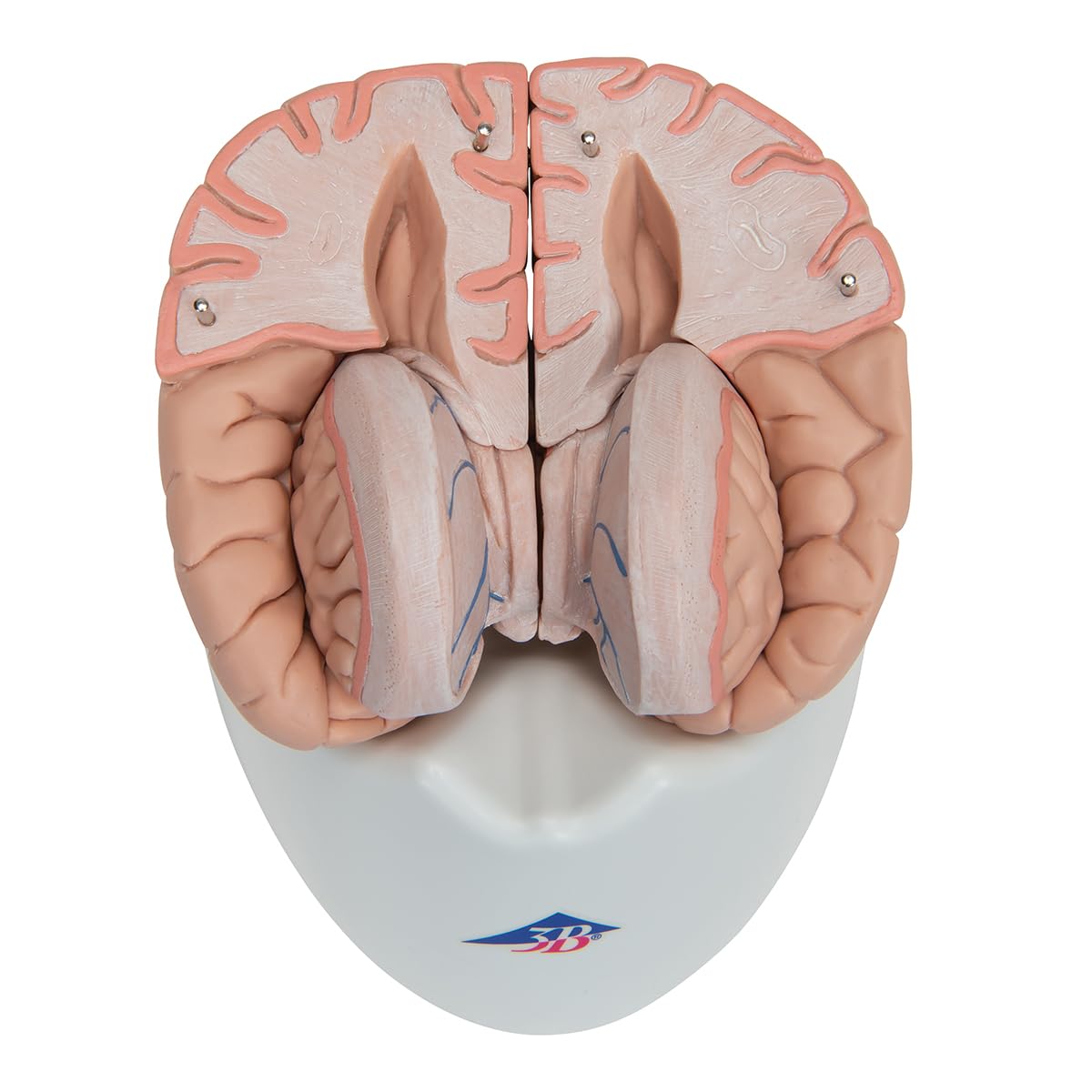 3B Scientific C17 Encéfalo de Lujo, desmontable En 8 Piezas - 3B Smart Anatomy
