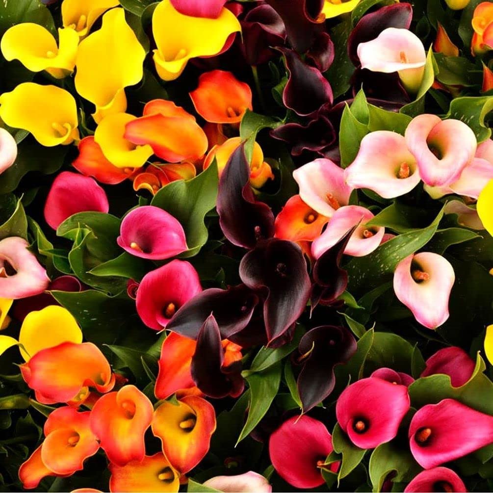 sahara×YOLK Sheer Top Calla lily ameri Amazon.com : 100Pcs Calla Lily Seeds Beautiful Flowers : Patio