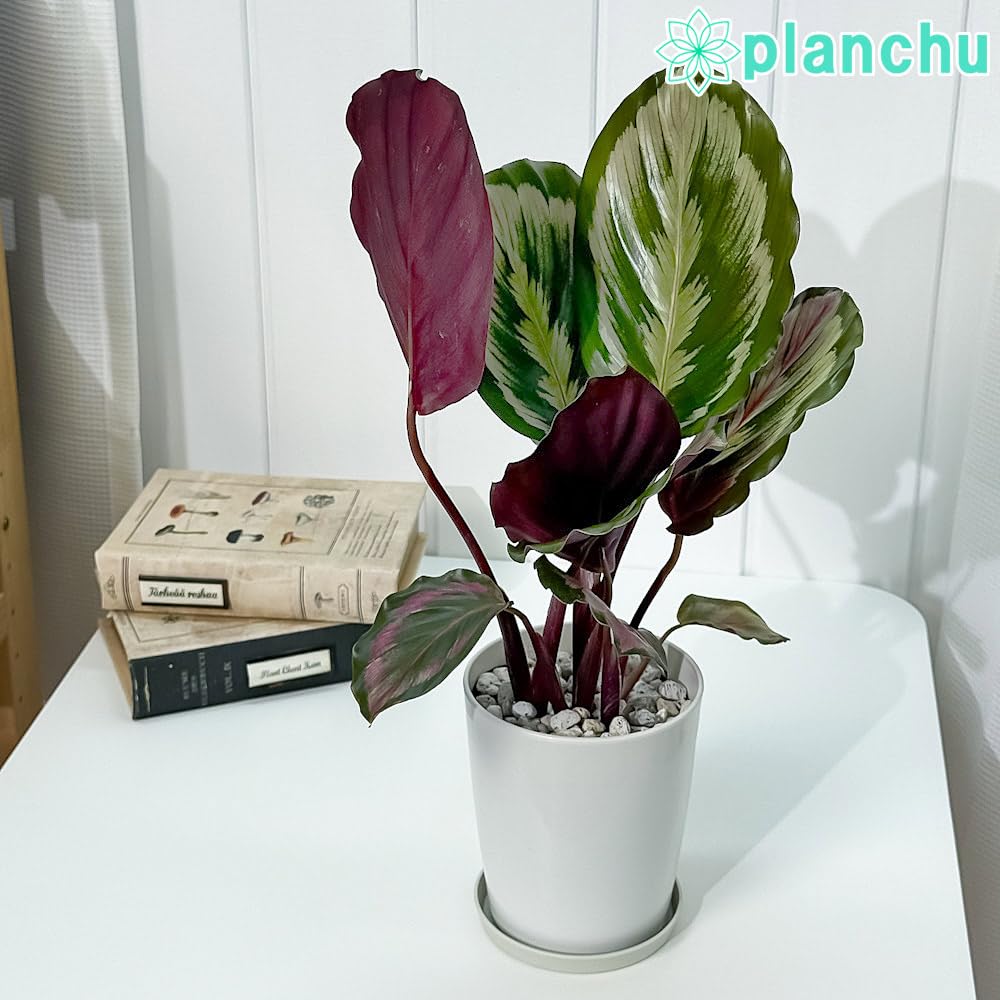 Amazon｜PLANCHU 観葉植物 カラテア メダリオン V2 4号鉢 受け皿付き