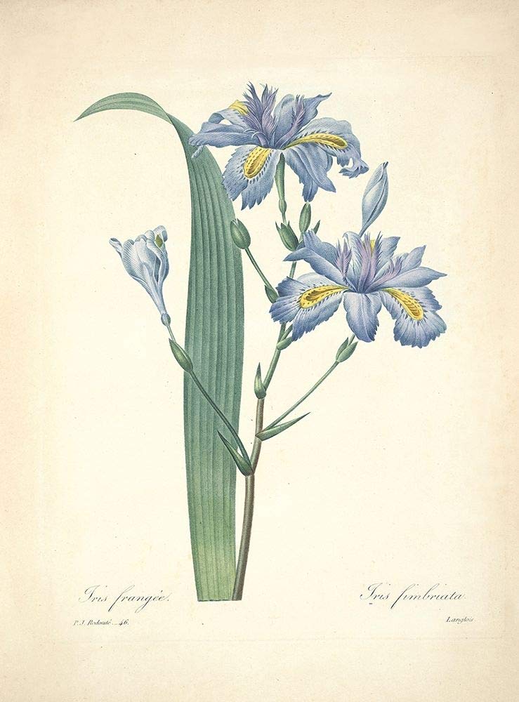 Posterazzi PDXFAF1629SMALL Iris Frangee P. J. Redoute - Póster impreso, 18 x 24 pulgadas, multicolor