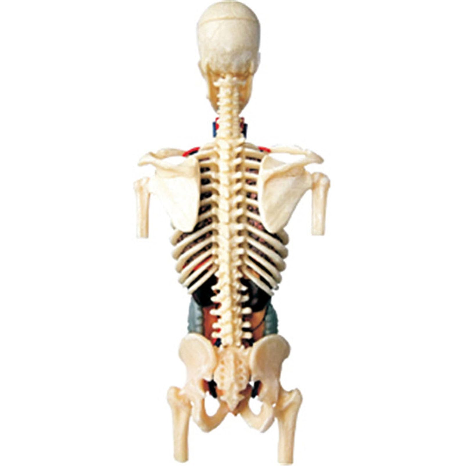 Zestaw 4D przezroczystego modelu anatomicznego tułowia człowieka, model anatomiczny połowy ciała człowieka w skali 1:6, 37 części, odłączany, do prezentacji edukacyjnej i edukacyjnej