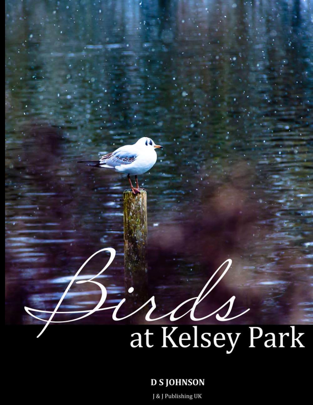 Birds at Kelsey Park