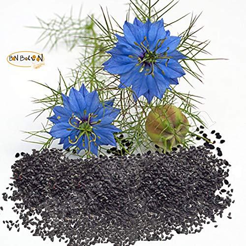 Organic Black Seeds Blackseed Whole Nigella Sativa Black Cumin Seed Kalonji Habbatus Sauda Sunnah Spice Herbs Herbal Fresh Raw Natural Vegan Non GMO, Gluten Free, Additives Free (1 Lb / 450 gm) - Thumbnail 6