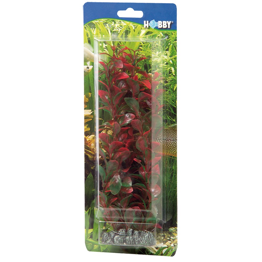 PLANTE LUDWIGIA 25 cm HOBBY----- 41516
