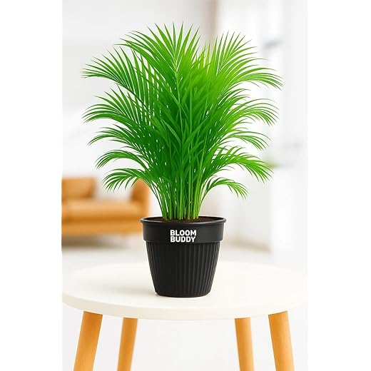 Areca Palm Live Plant with Pot