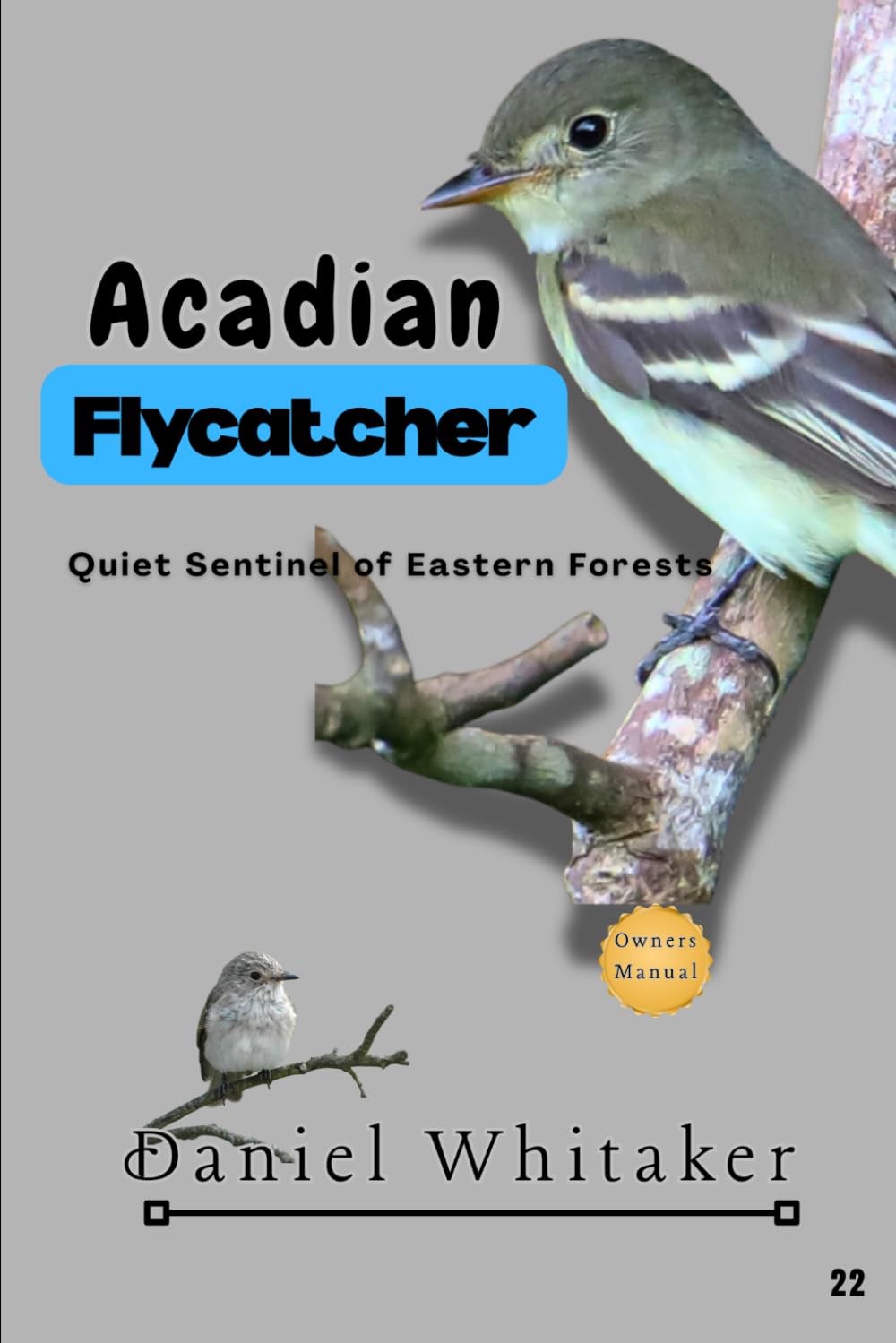 Acadian flycatcher: Quiet sentinel of Eastern Forests