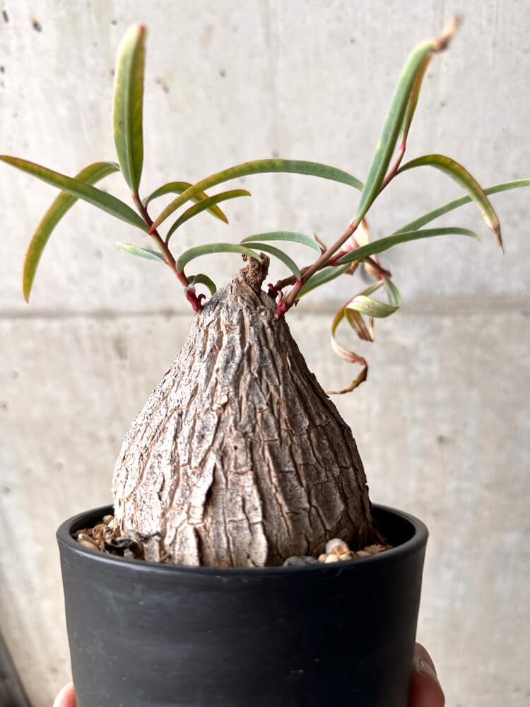 Amazon｜【現品限り】ユーフォルビア・トリカデニア 3年以上管理