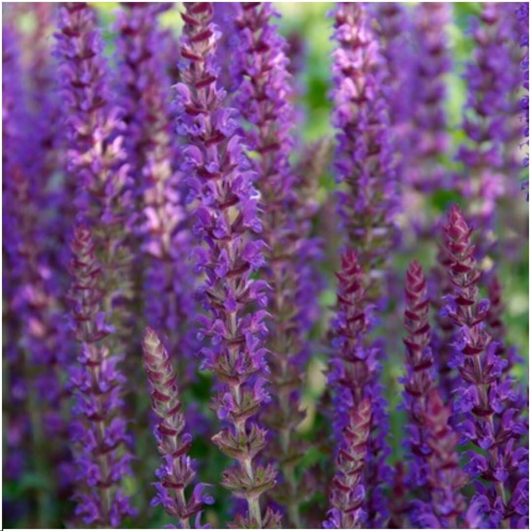 Plants by Frank | 12 Salbei Pflanzen | Salvia Nemorosa 'Ostfriesland' | Bodendecker Winterhart Mehrjährig | Stauden | Blüten-Salbei | Violette Blütenfarbe | Gartenpflanzen