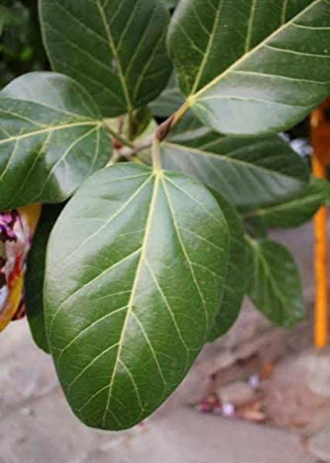 Yazhini Nature Life's Fresh Banyan Tree Leaves/Bar ke Patte/Herbal Medicine/Ayurvedic Dava 21 leaves
