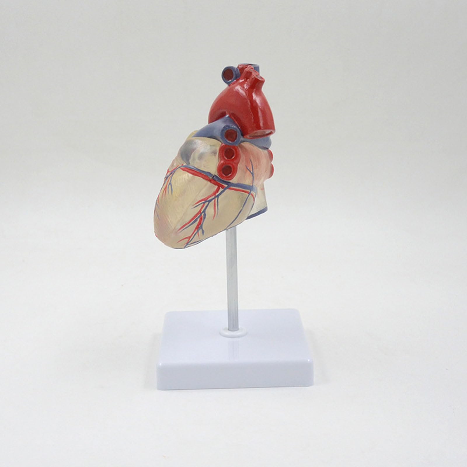 Modelo anatómico de corazón Humano Transparente de tamaño Natural, órganos anatómicos Desmontables, Sistema circulatorio, Suministros y Equipos médicos