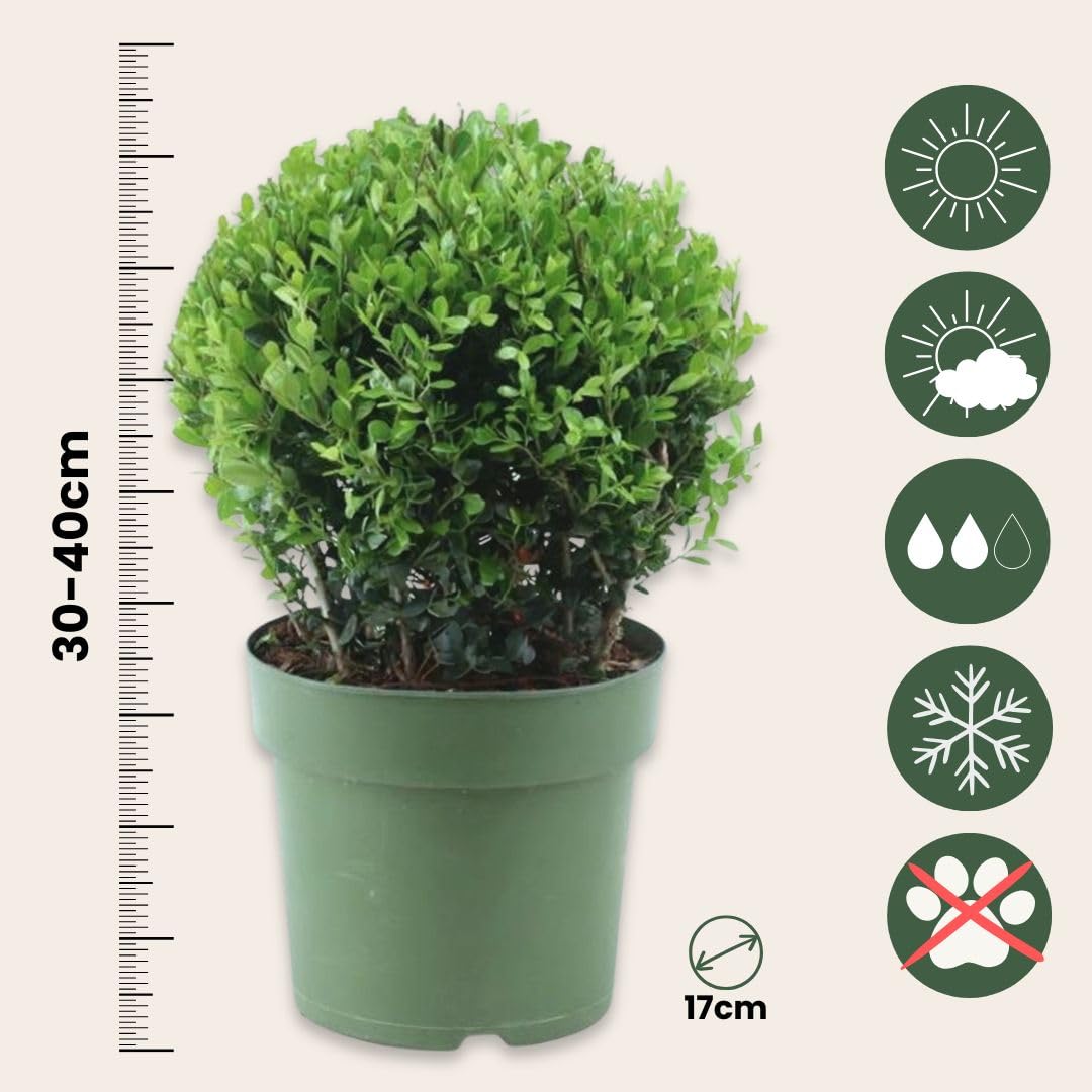 Plant in a Box - Ilex crenata - Forma sferica 'Agrifoglio giapponese' - set da 2 - Sostituto del bosso - Pianta da giardino - ⌀17 cm - Altezza 30-40 cm