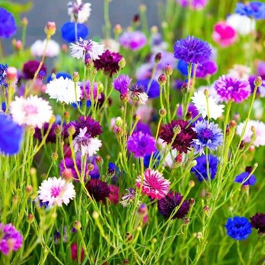 See full amazon price history chart for Radha Krishna Agriculture®️ Imported Cornflower Flower Seeds For Home And Kitchen Gardening ( Pack Of 40 To 60 Seeds ) Radha Krishna Agriculture®️ Imported Cornflower Flower Seeds For Home And Kitchen Gardening ( Pack Of 40 To 60 Seeds ) (B0BFM5F5BY) Amazon Price History, Amazon Price Tracker