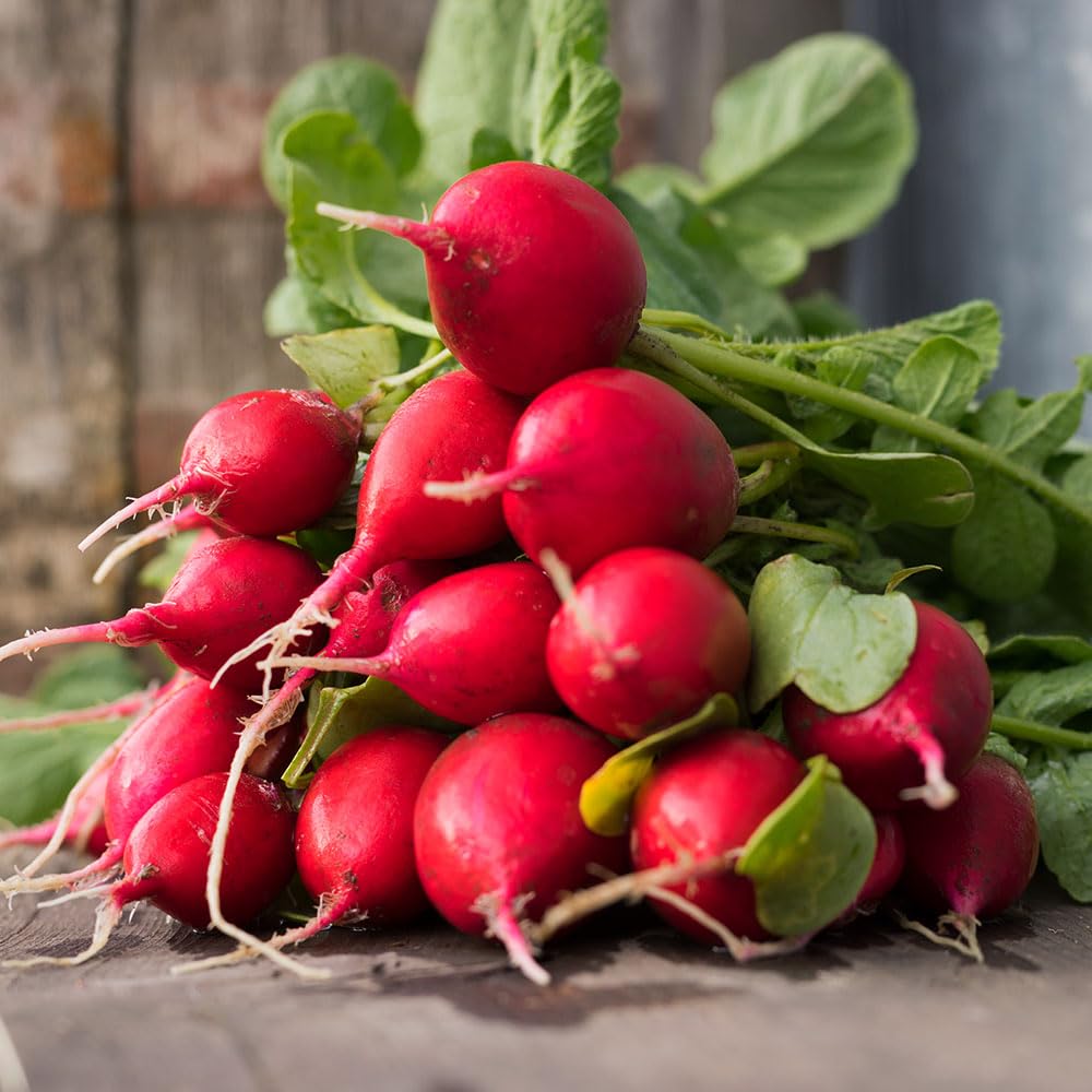 Radish Celesta F1 Seeds – Fast Growing, Resists Downy Milddew – RHS Award of Garden Merit – for Your Beautiful Kitchen Garden