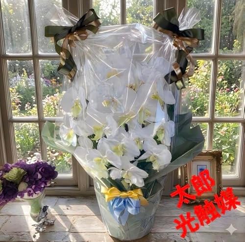 光触媒 胡蝶蘭」の人気商品一覧 | 安い商品を通販サイトから探す