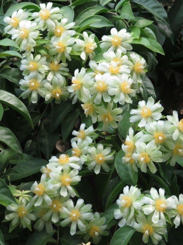 Image of Lemon Vine Live Plant for Home Garden Fragrant White Flowers & Refreshing Citrus Aroma Fast-Growing Climbing Vine Easy Grow Ornamental & Decorative Plant Balcony, Terrace Fence Outdoor Landscaping