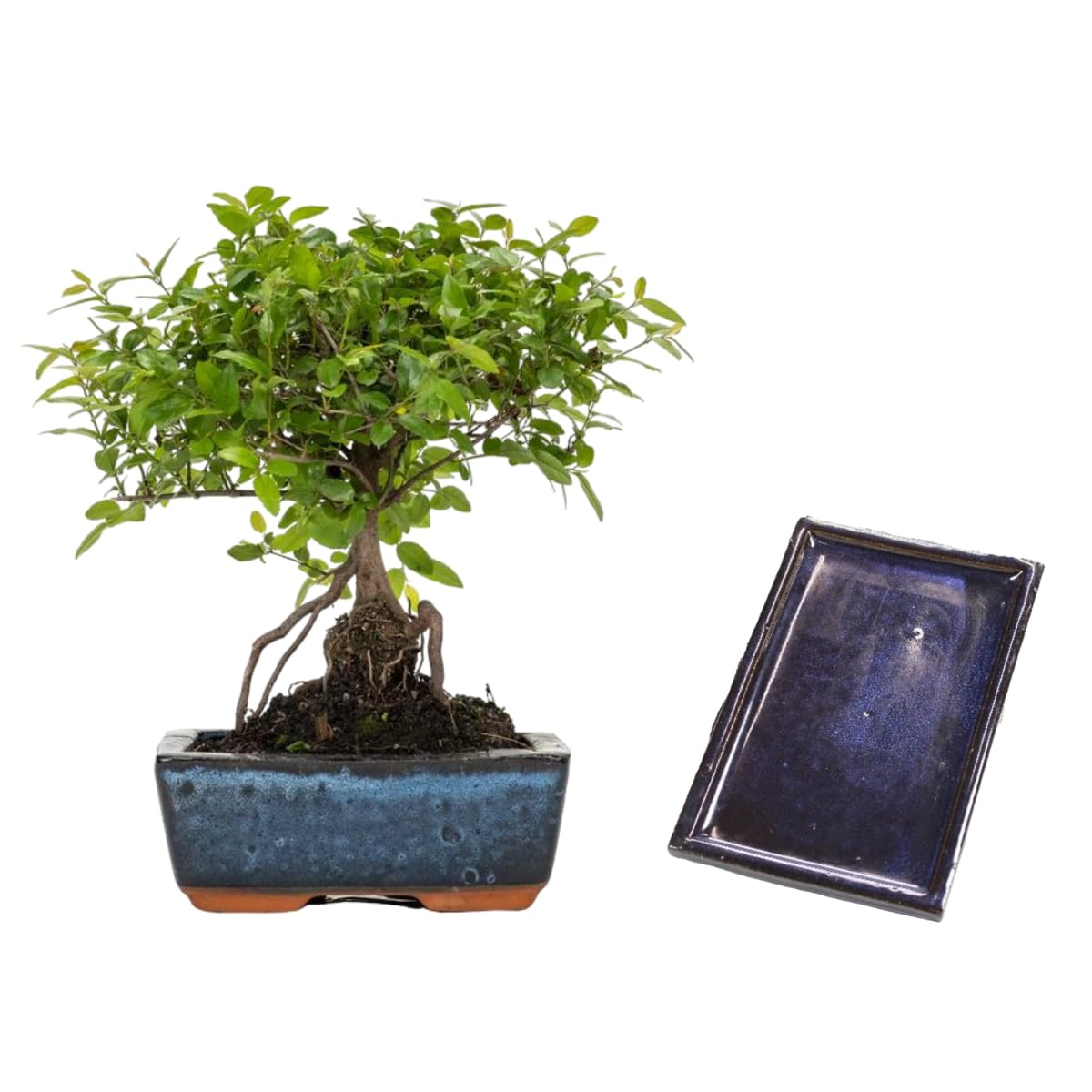 Verdecora Bonsái Sageretia 5 años | En maceta de cerámica 15x10x5cm + plato | Sageretia theezans | Planta Natural de Interior | Follaje Compacto y elegante | Ideal para Decoración Zen y Regalo