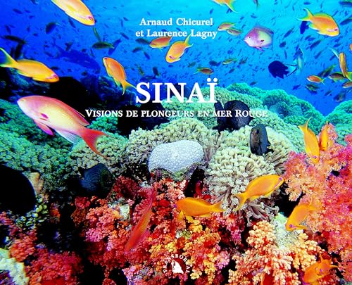 Sinaï : Visions de plongeurs en mer Rouge