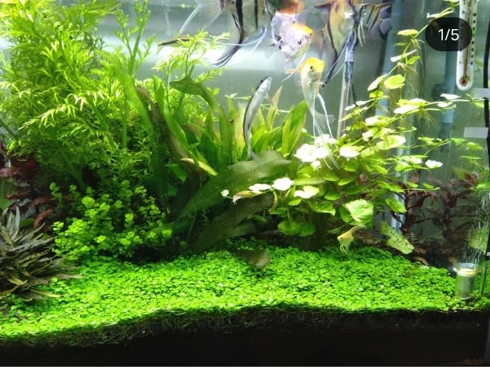 PBR Planted Aquarium Substrate Black Loose Soil 1Kg Aqua Soil Planted Substrate (5kg) 1